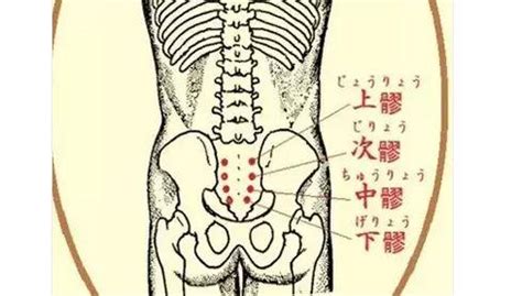 八穴|八髎：通治一切婦科疾病的神奇區域(腰痛)